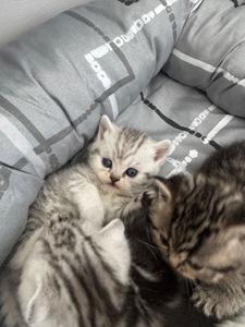 Шотландські кошенята