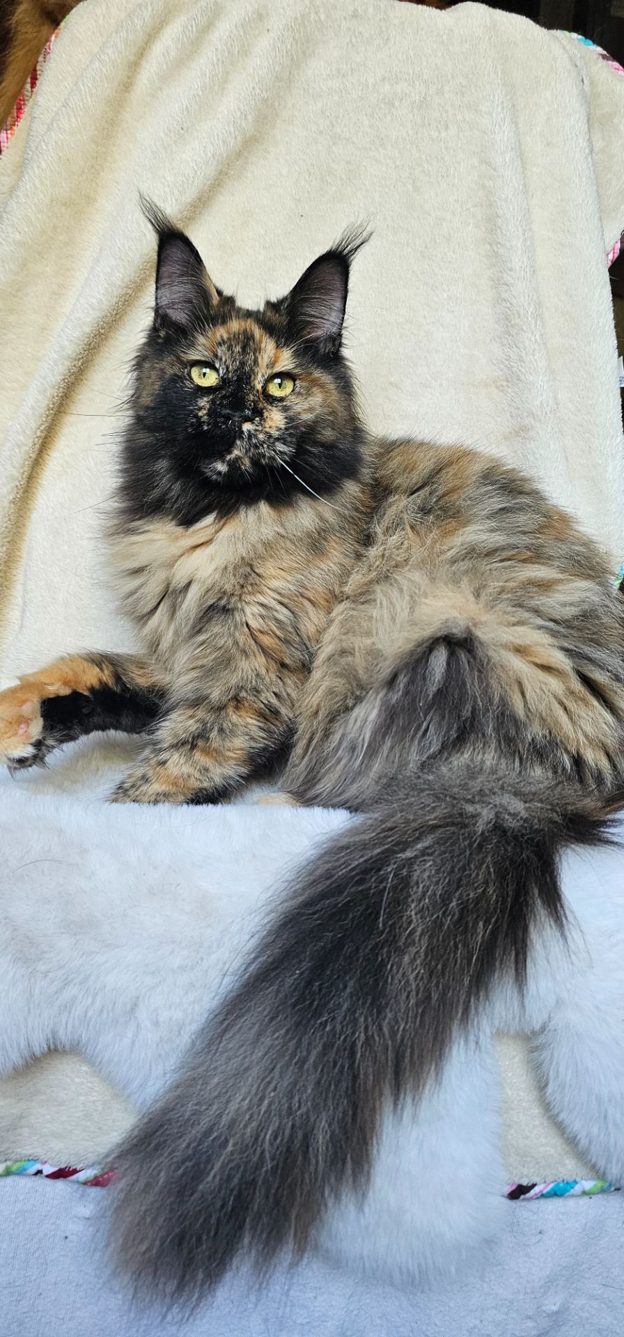 Клеопатра сногшибательная девочка мейн кун