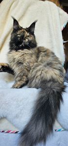 Клеопатра сногшибательная девочка мейн кун