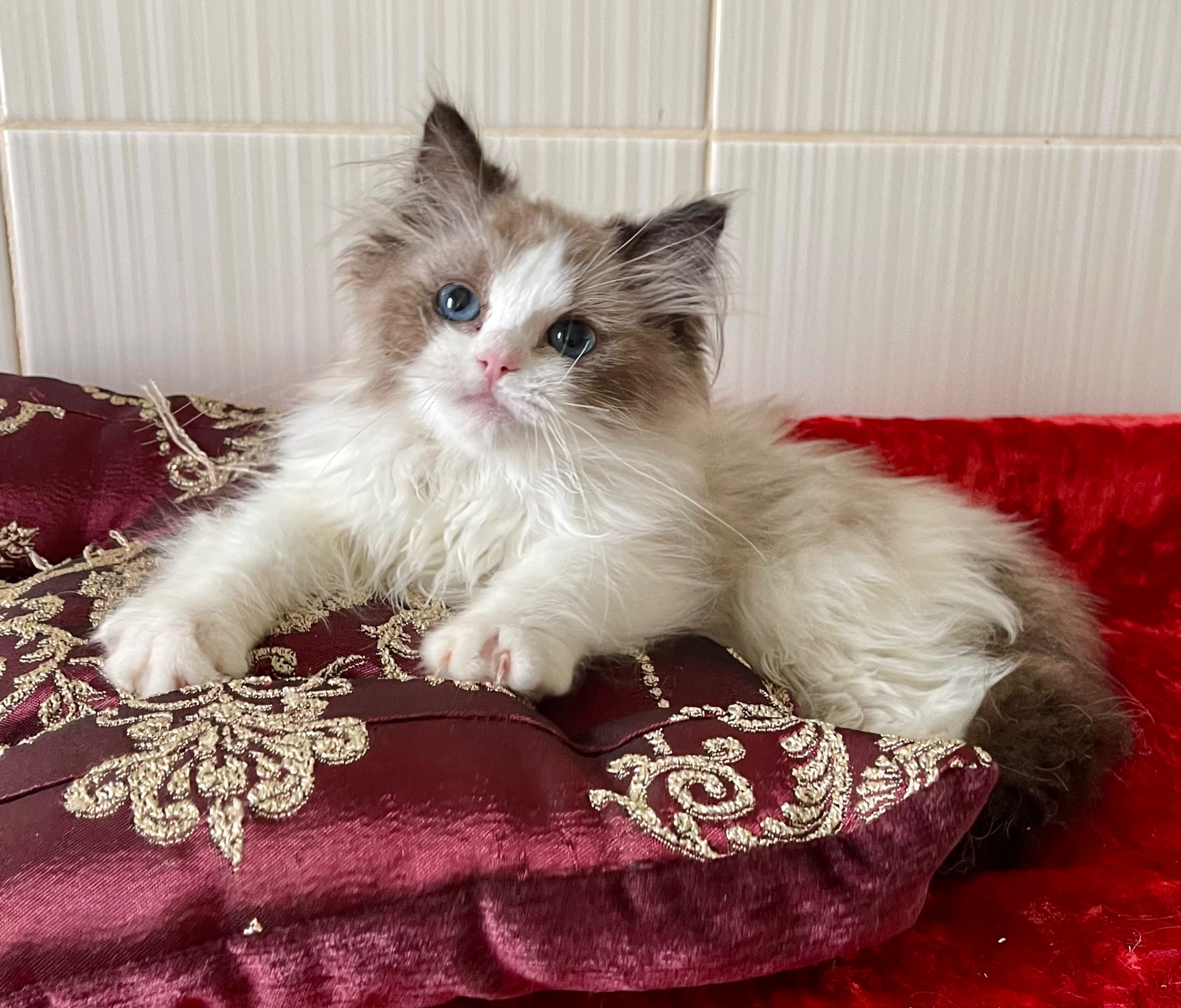 Регдол, кошеня дівчинка