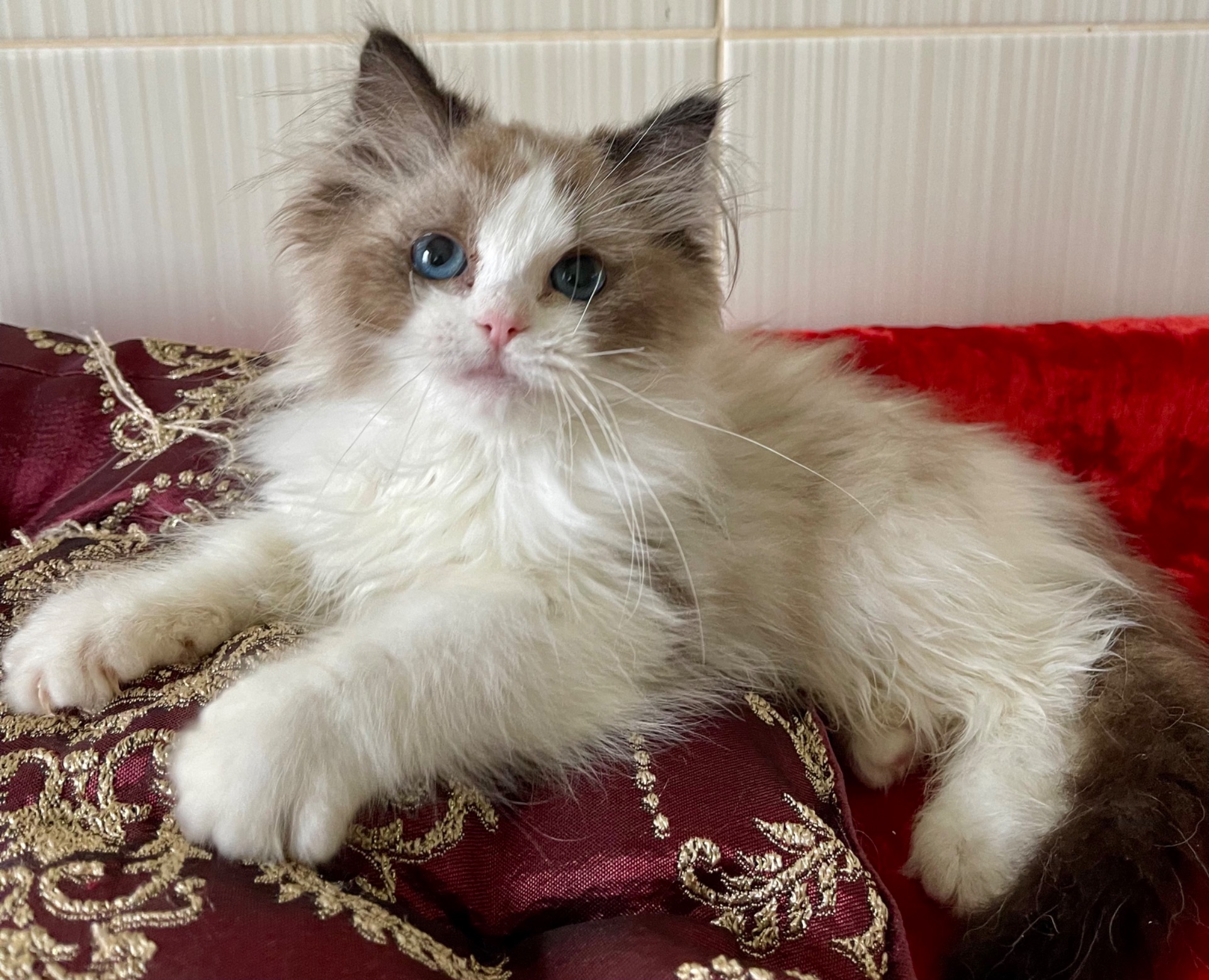 Регдол, кошеня дівчинка