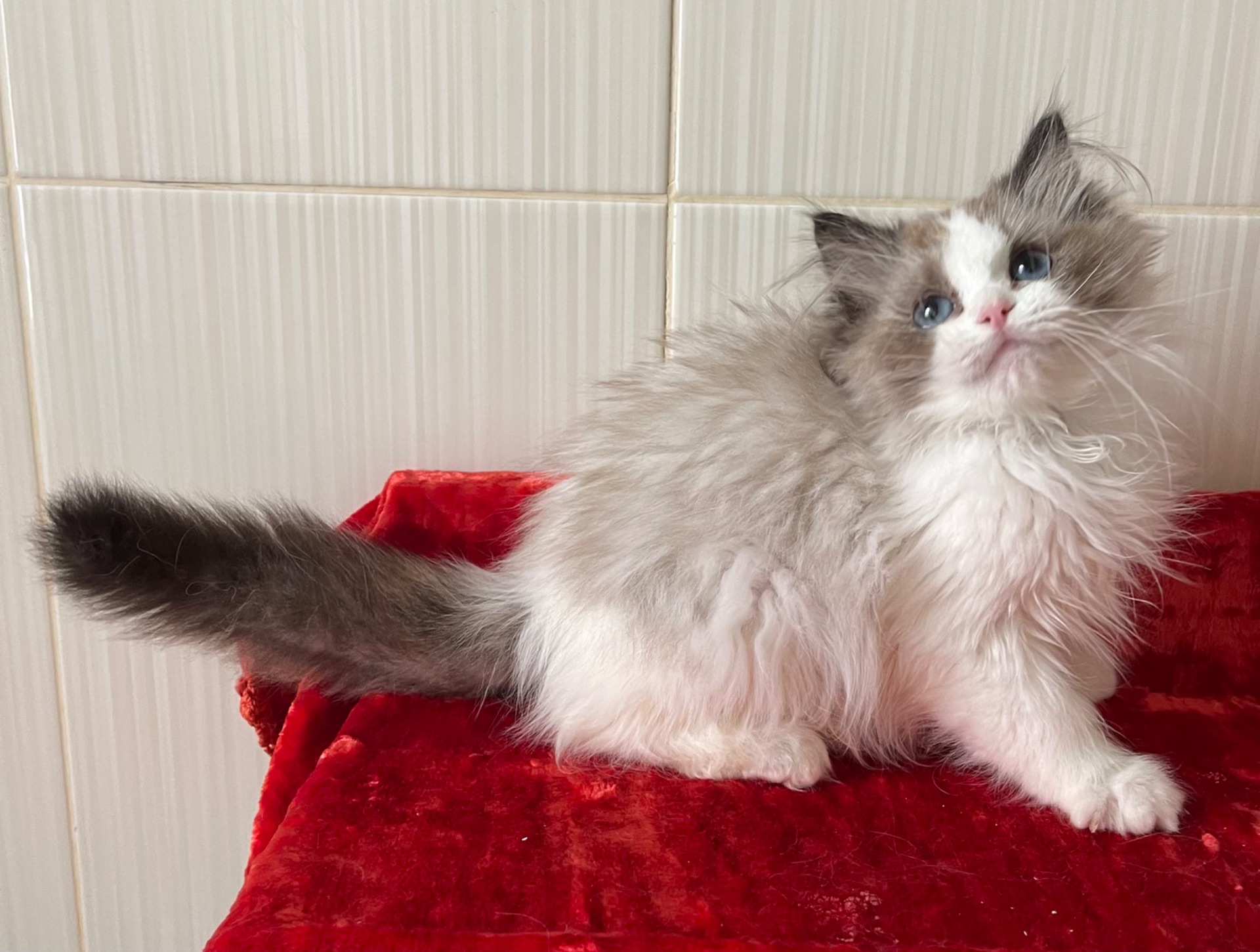 Регдол, кошеня дівчинка