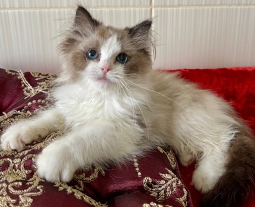 Регдол, кошеня дівчинка