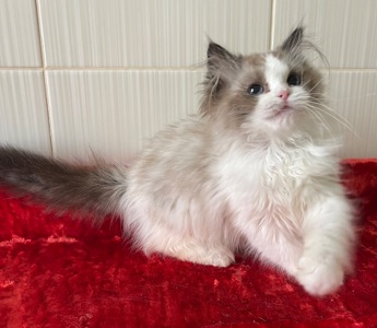 Регдол, кошеня дівчинка
