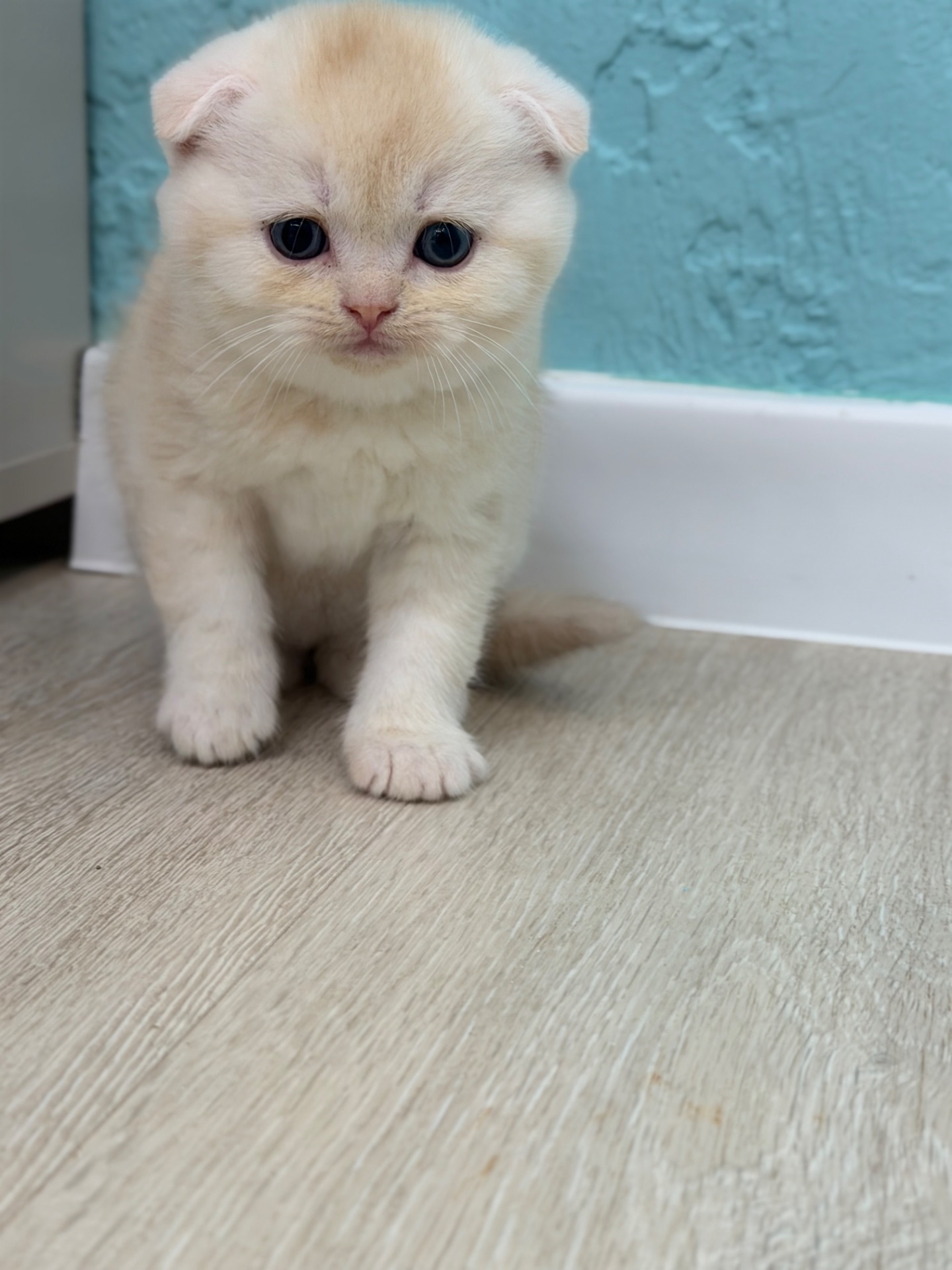 Котик шотландський