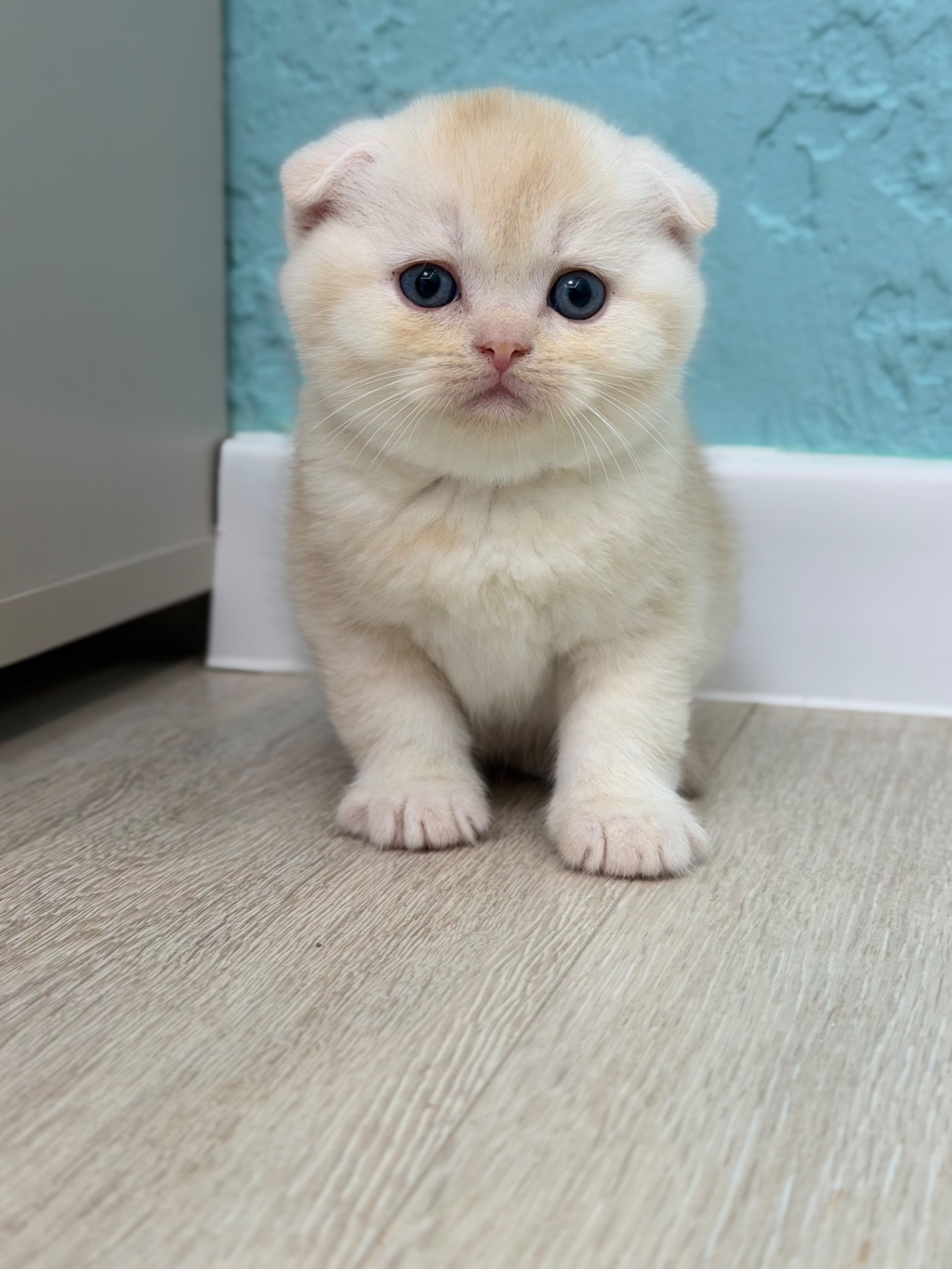 Котик шотландський