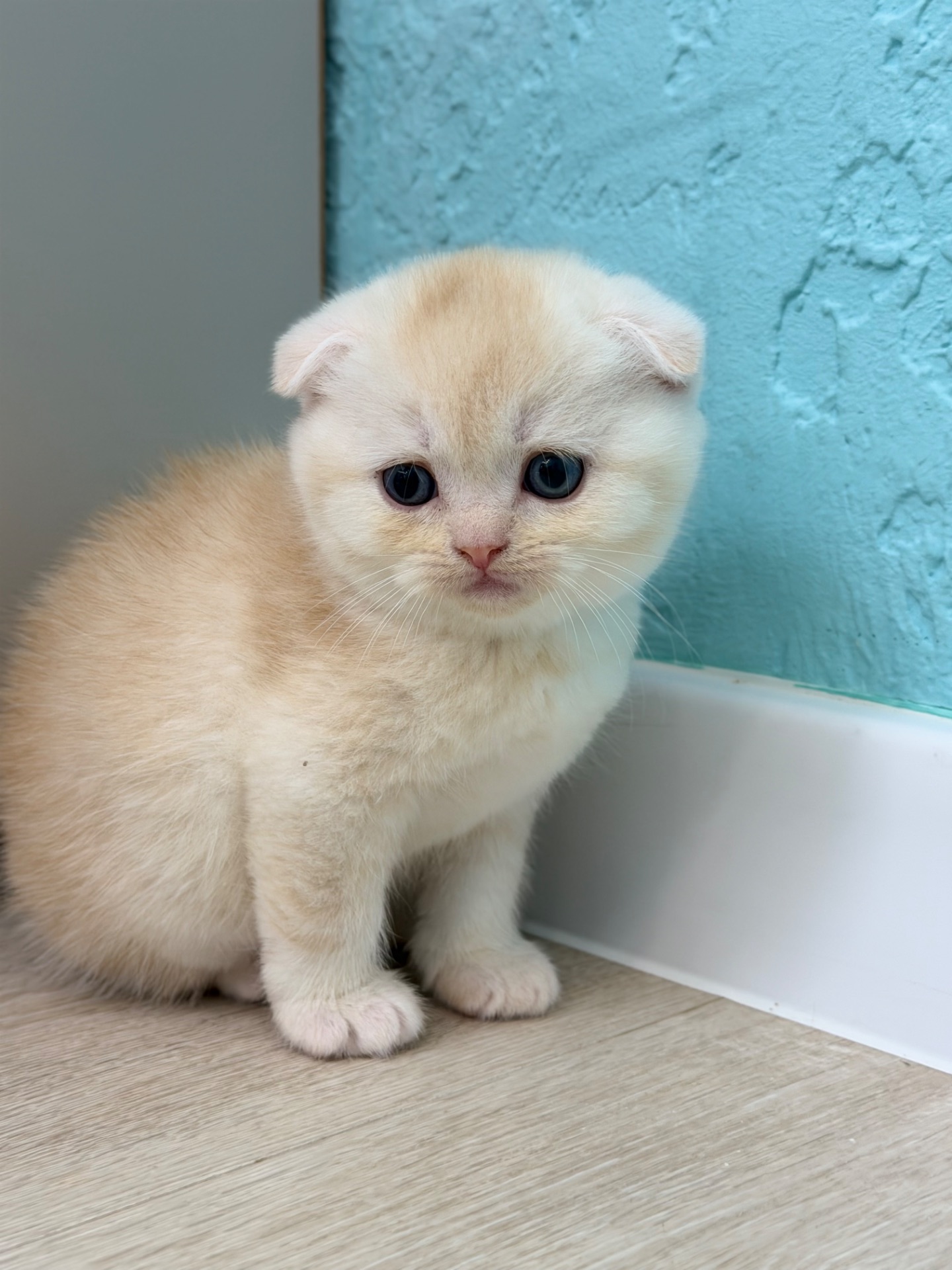 Котик шотландський