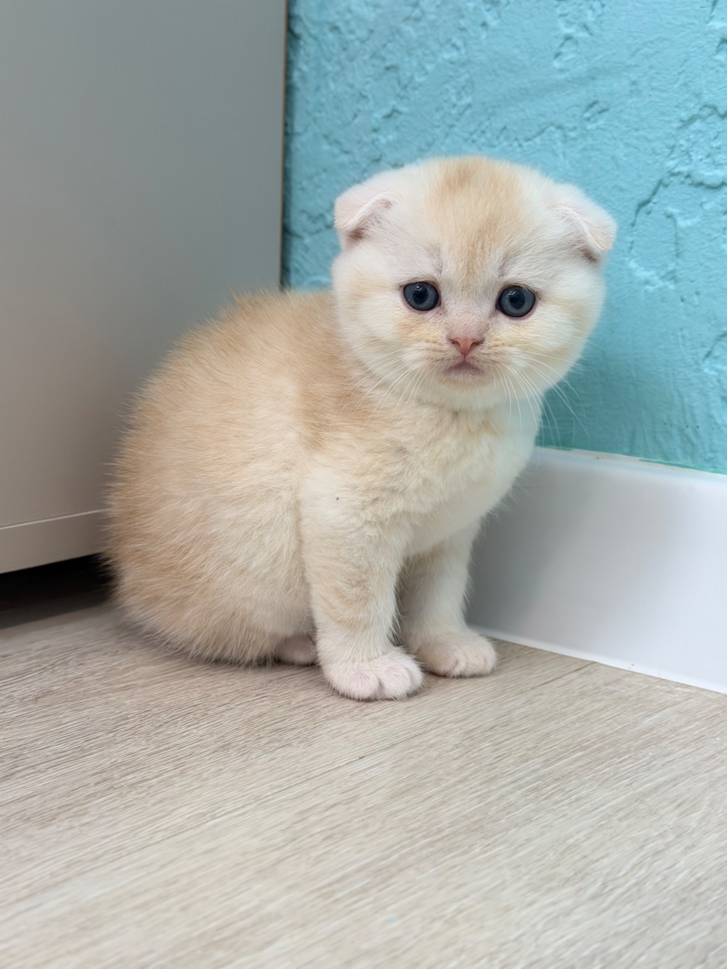 Котик шотландський