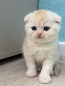 Котик шотландський