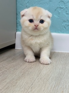 Котик шотландський