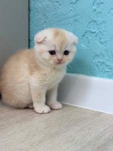 Котик шотландський