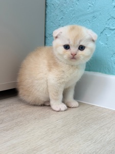 Котик шотландський