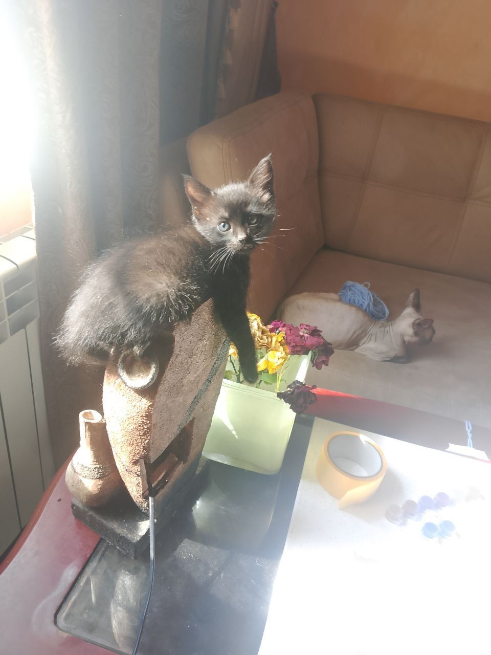 Черные котята