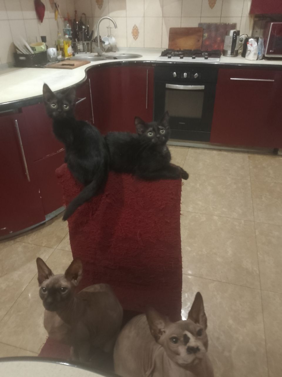 Черные котята