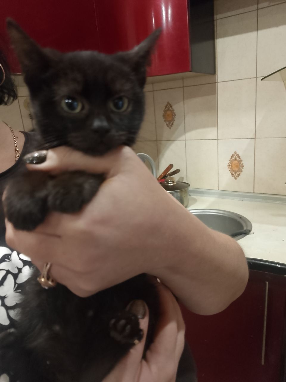 Черные котята