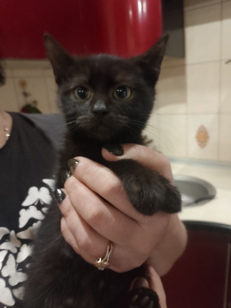 Черные котята