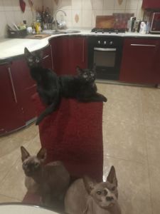Черные котята