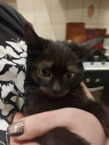 Черные котята