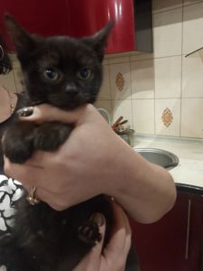 Черные котята