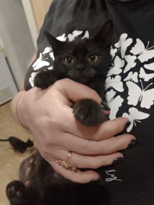 Черные котята