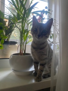 Кошеня Лея шукає сімью