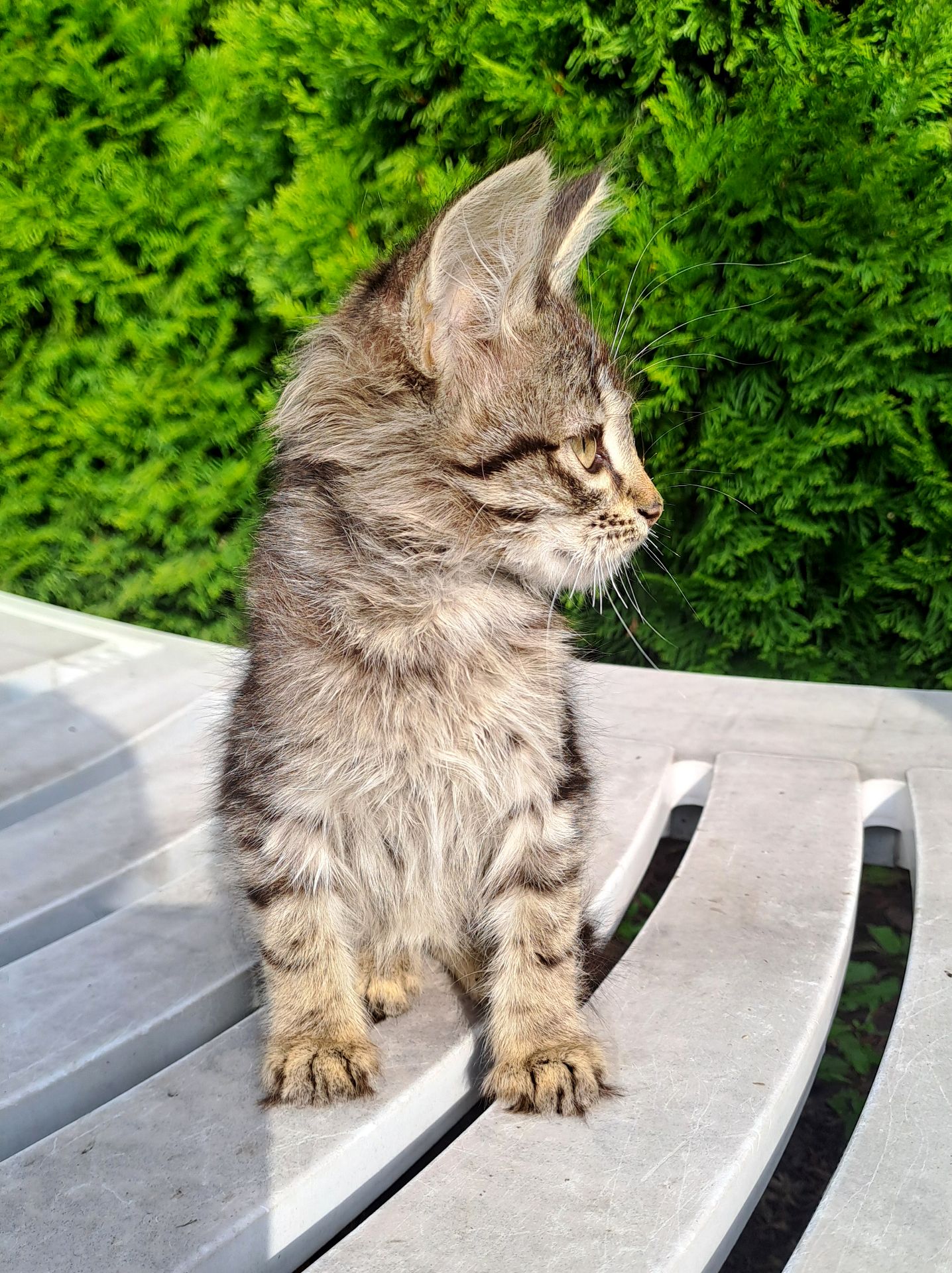 Котик Хлопчик Сірий Смугастий