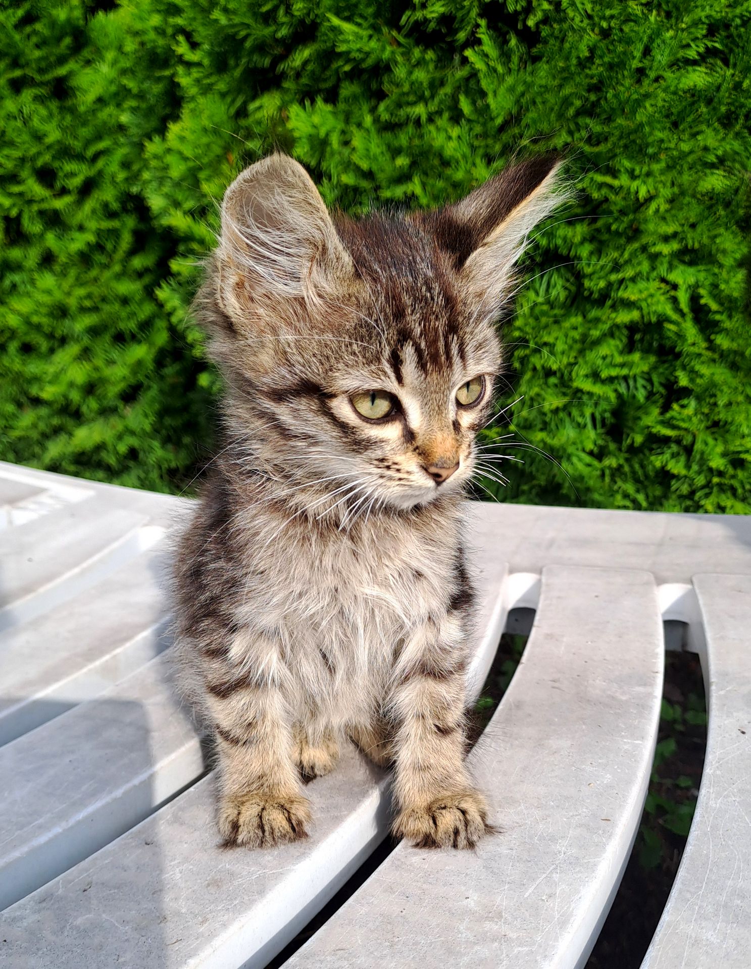 Котик Хлопчик Сірий Смугастий