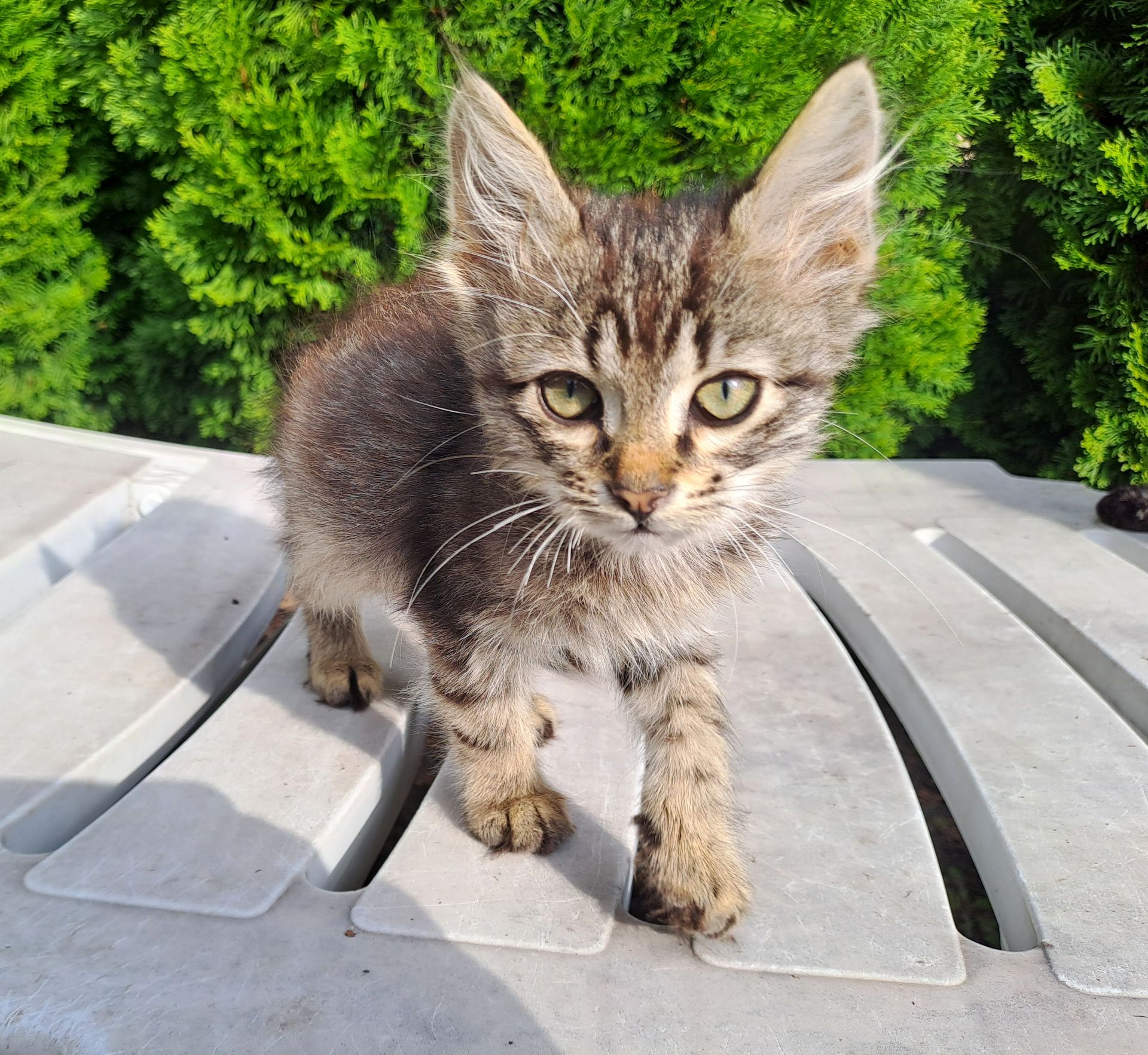 Котик Хлопчик Сірий Смугастий