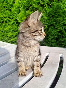 Котик Хлопчик Сірий Смугастий