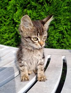 Котик Хлопчик Сірий Смугастий