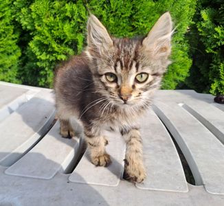 Котик Хлопчик Сірий Смугастий