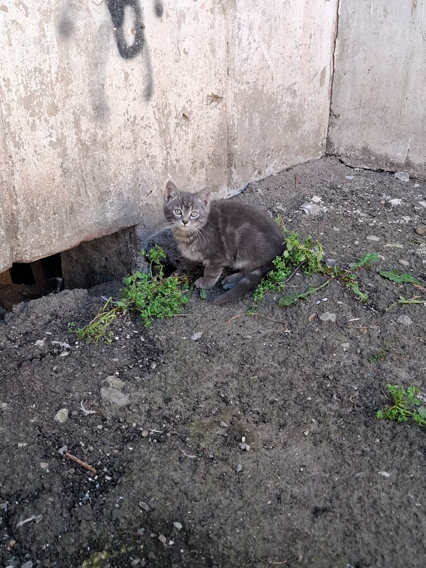 Кошеня дівчинка