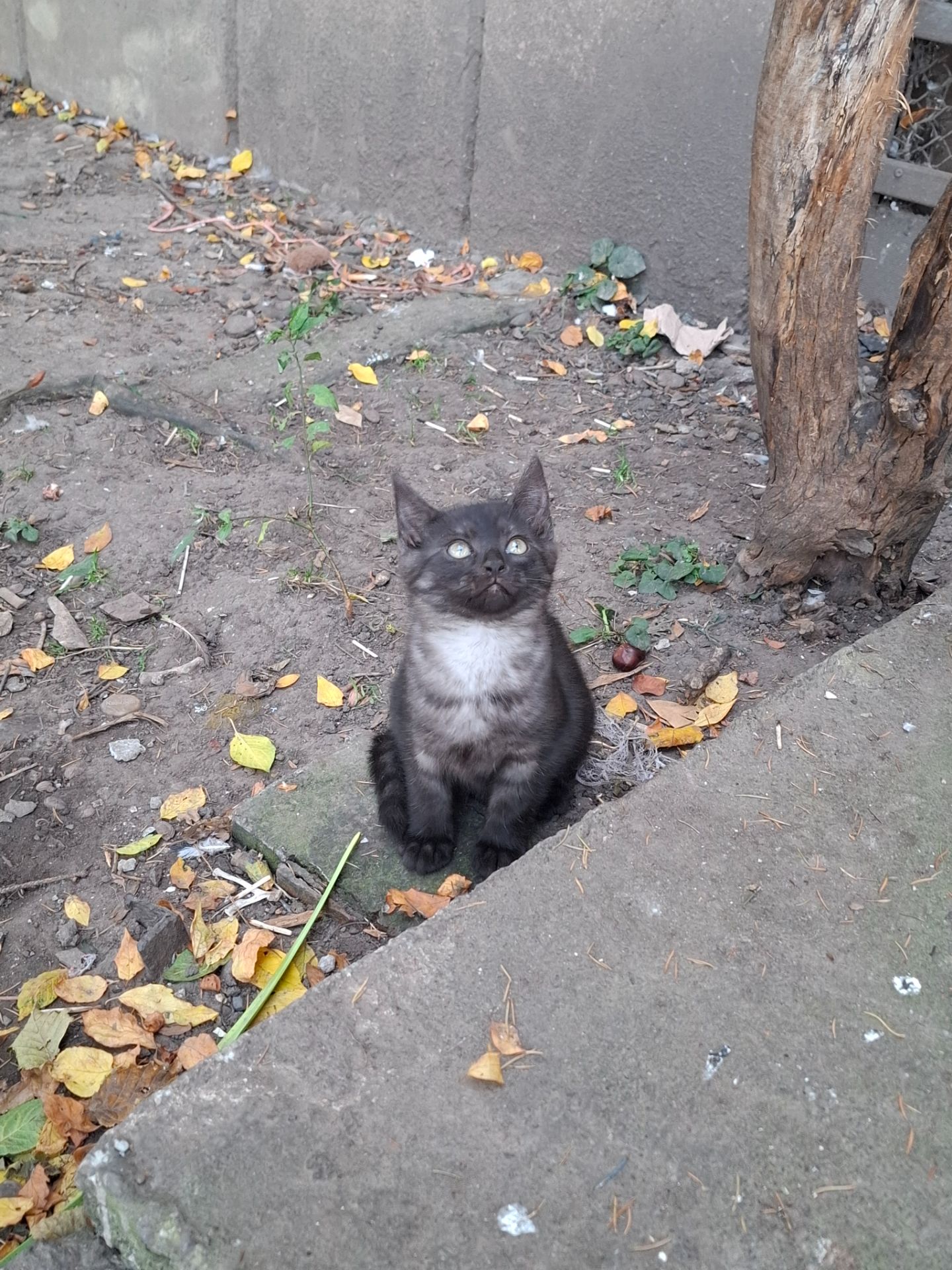 Кошеня хлопчик