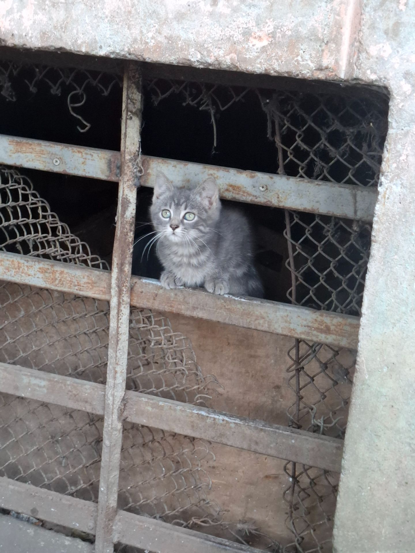 Кошеня дівчинка