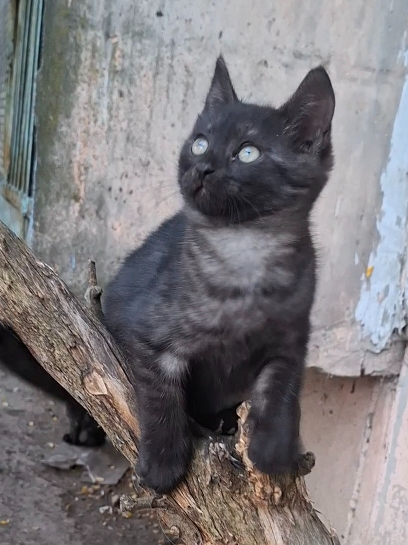 Кошеня хлопчик