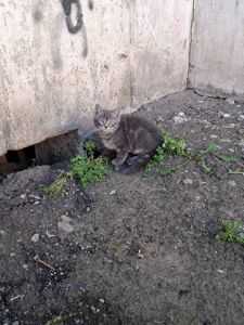 Кошеня дівчинка