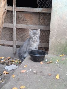 Кошеня дівчинка