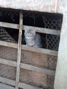 Кошеня дівчинка