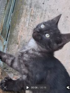 Кошеня хлопчик