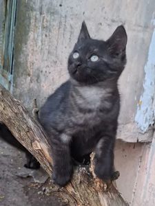 Кошеня хлопчик
