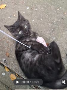 Кошеня хлопчик