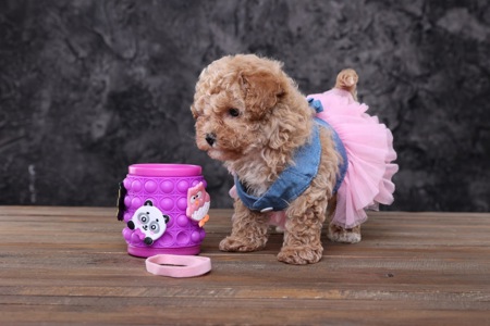 Мальтіпу Ф1 бебі фейс міні
