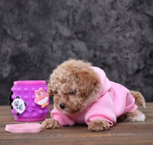 Мальтіпу Ф1 бебі фейс міні