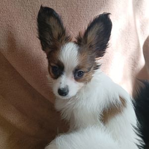 Білокорпусна дівчинка папійон/папильон (Papillon)
