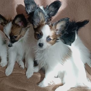 Білокорпусна дівчинка папійон/папильон (Papillon)