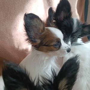Білокорпусна дівчинка папійон/папильон (Papillon)