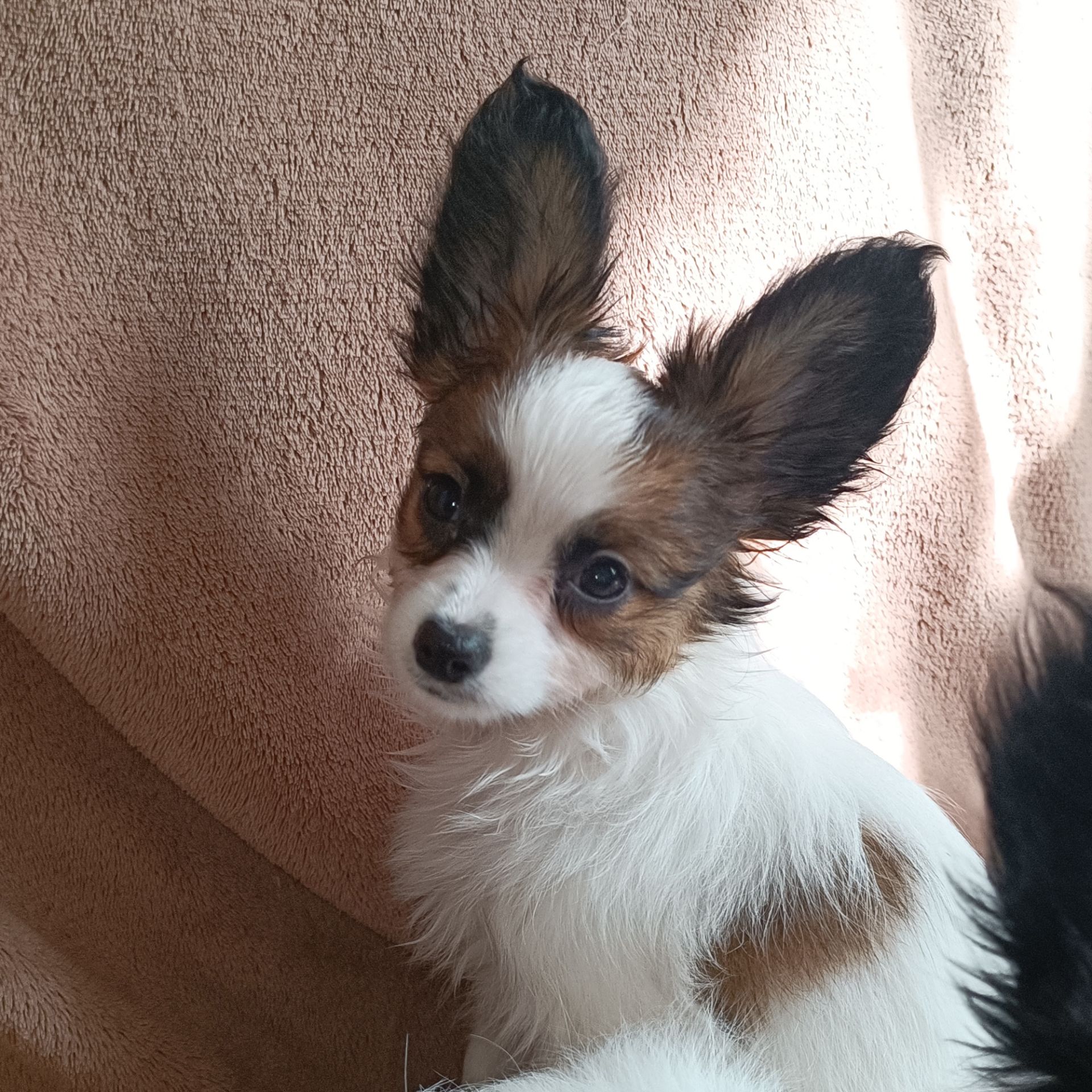 Білокорпусна дівчинка папійон/папильон (Papillon)