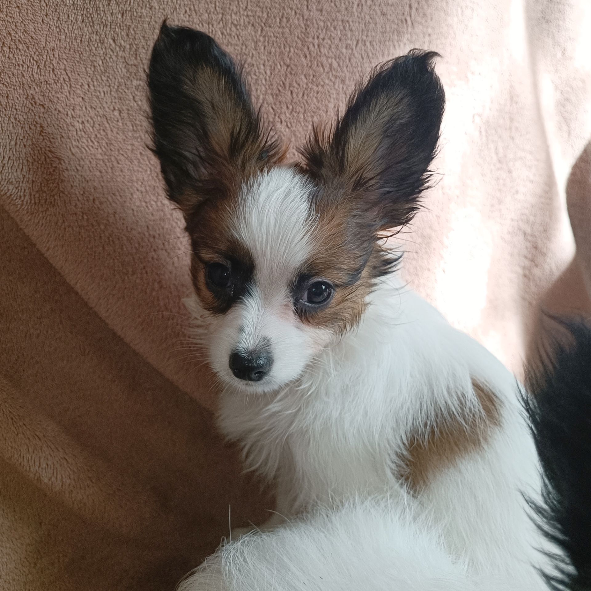 Білокорпусна дівчинка папійон/папильон (Papillon)