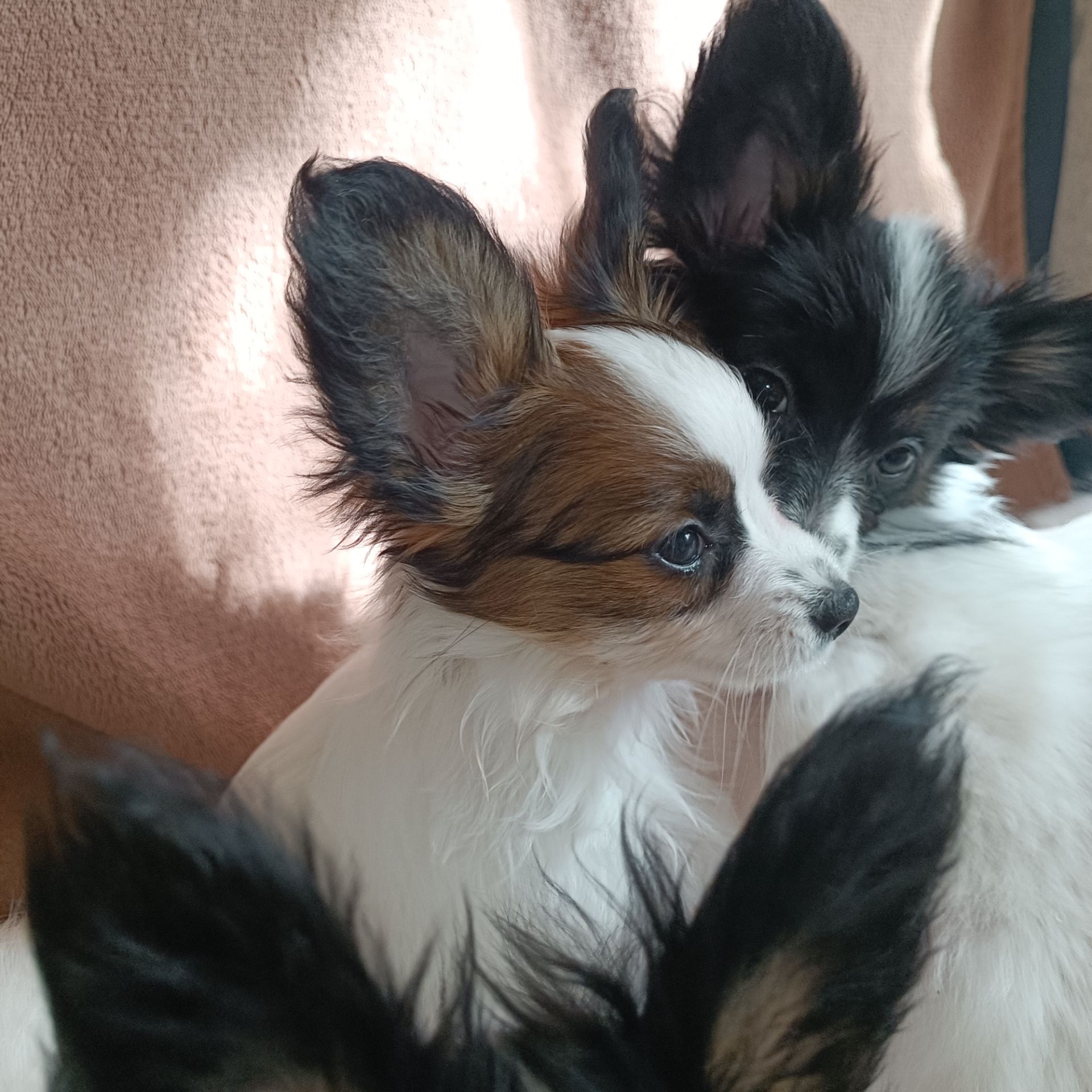 Білокорпусна дівчинка папійон/папильон (Papillon)