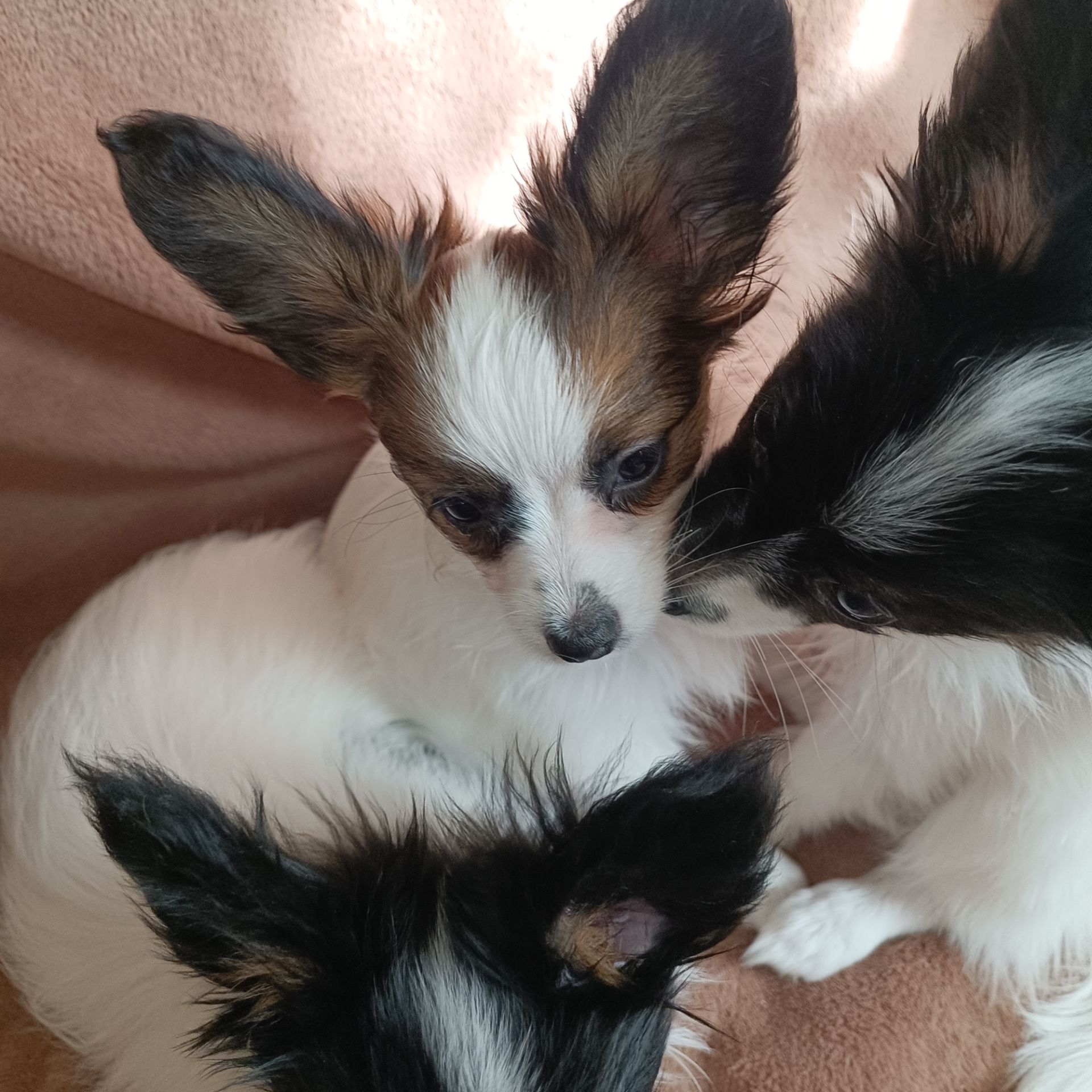Білокорпусна дівчинка папійон/папильон (Papillon)
